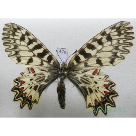 Zerynthia polyxena (Denis & Schiffermüller, 1775) female Czech47a